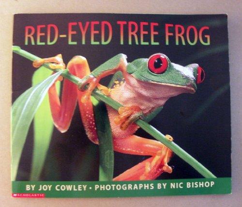 Red-Eyed Tree Frog
