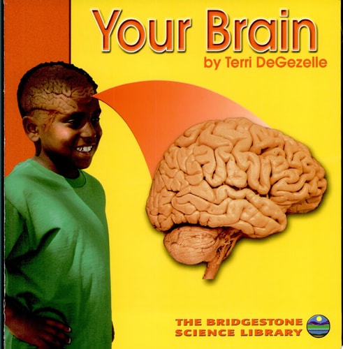 Your Brain