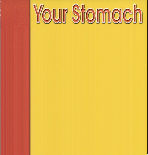 Your Stomach