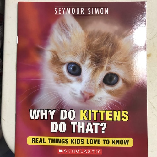 Why Do Kittens Do That?