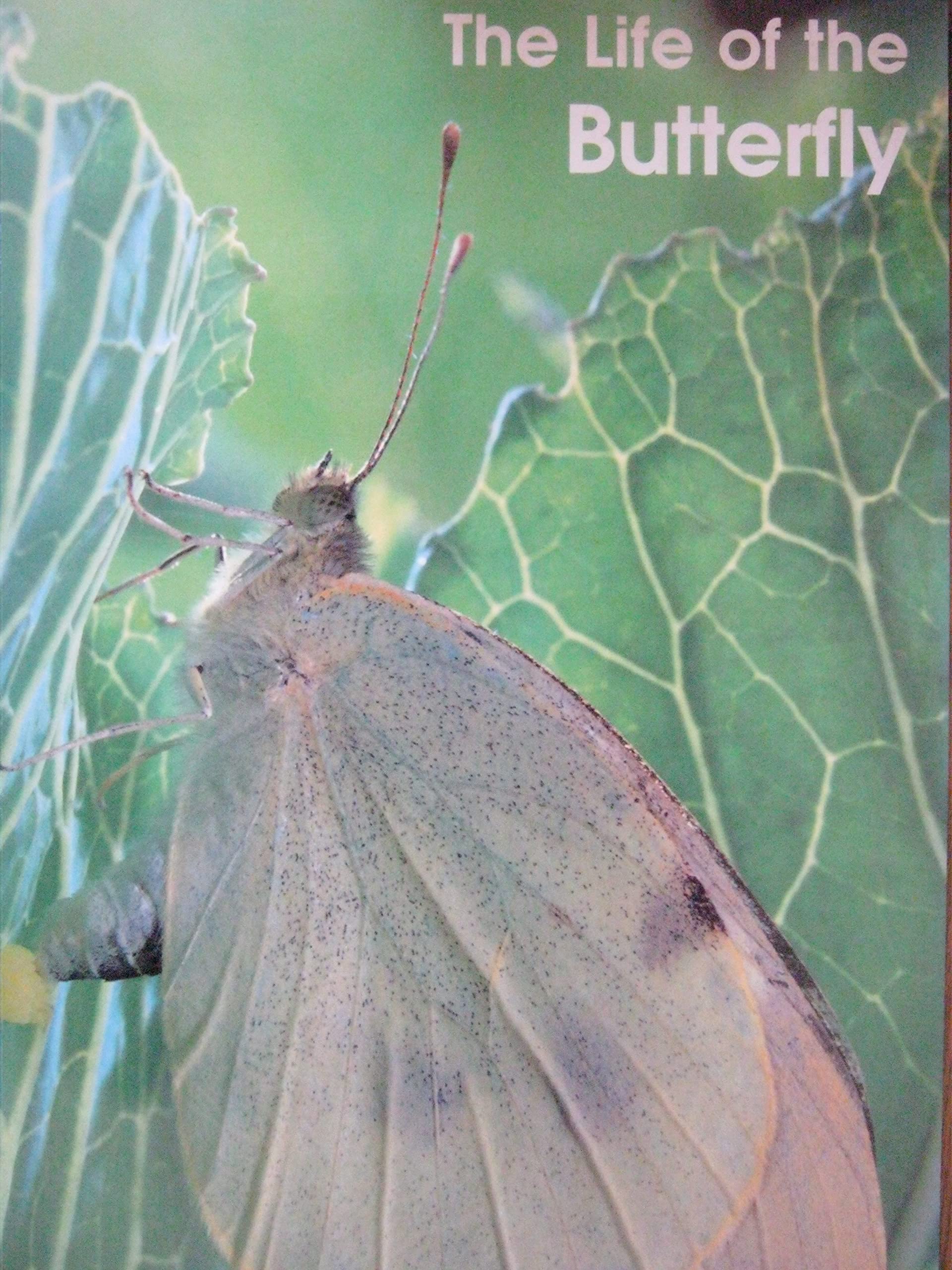 The Life of the Butterfly (Informazing)
