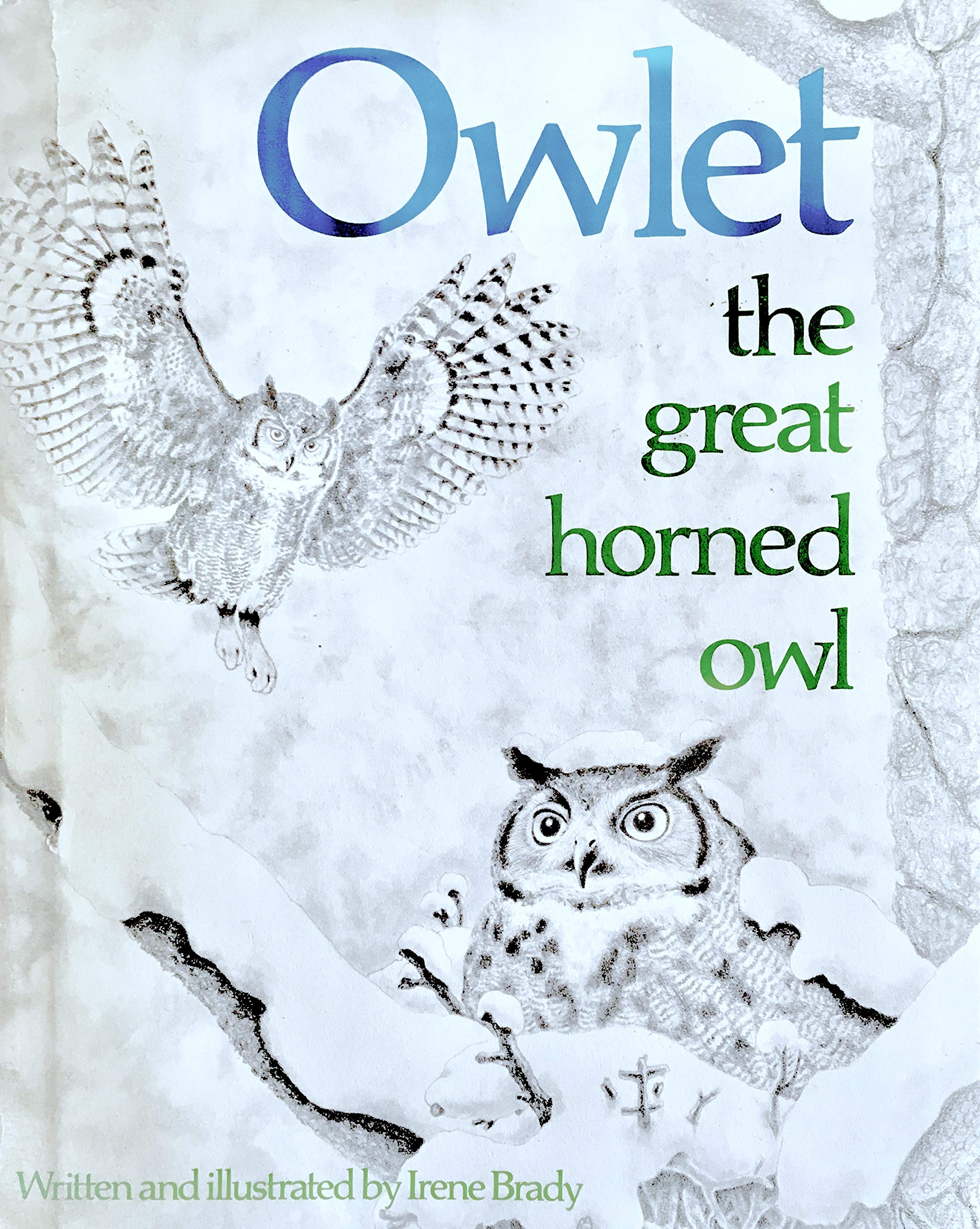 Owlet: The Great Horned Owl