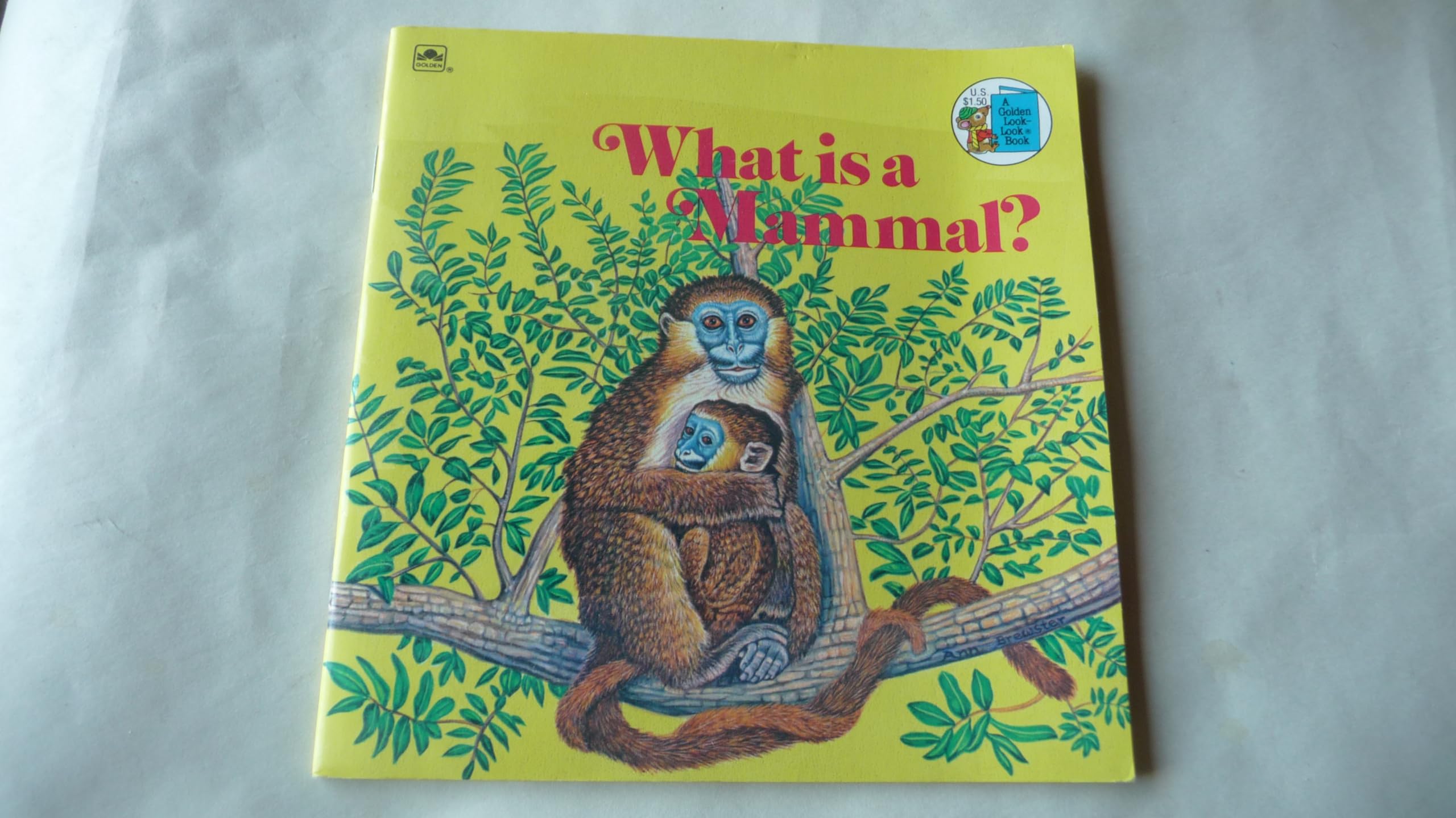What is a Mammal