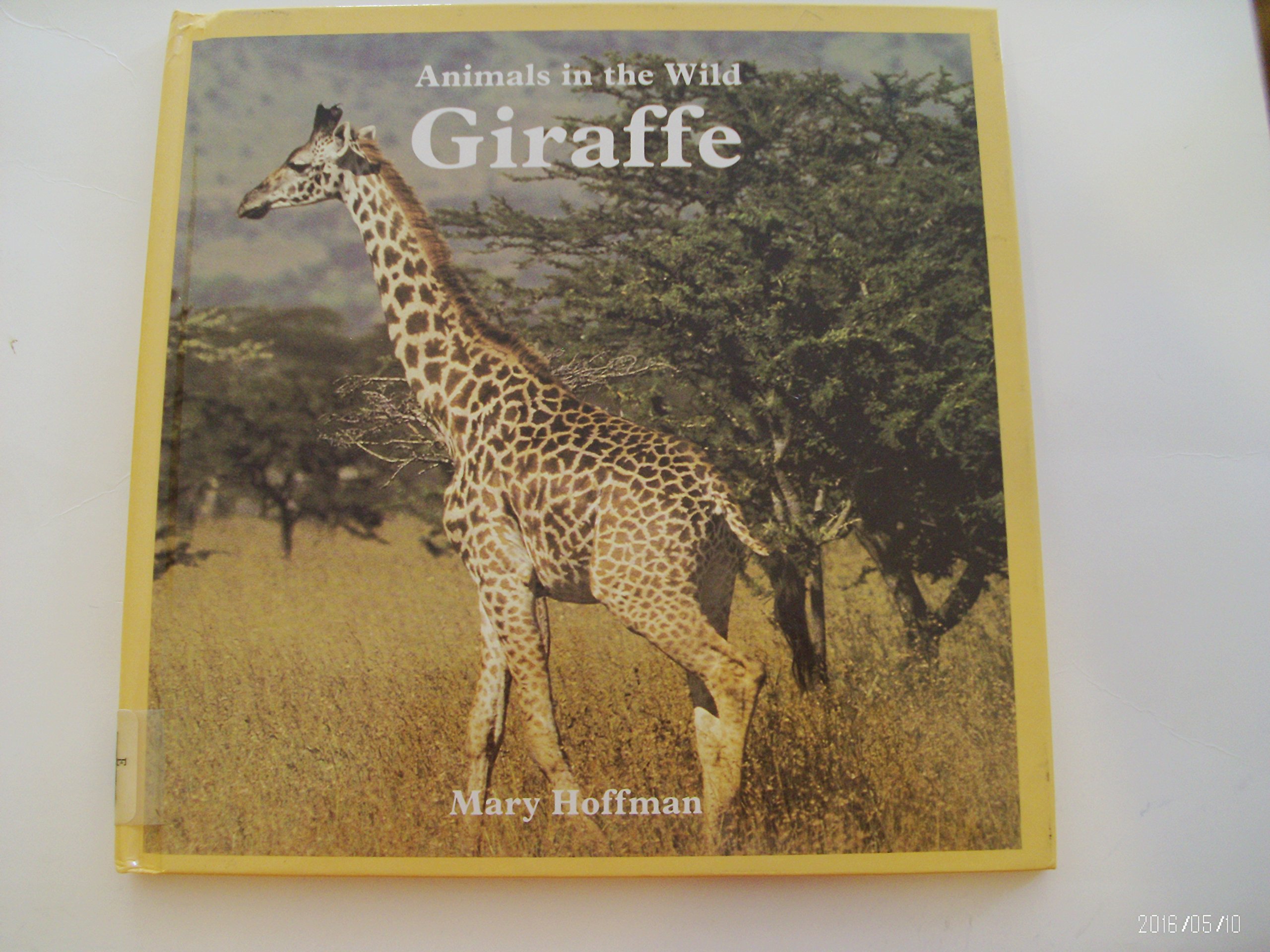 Giraffe (Animals in the Wild)