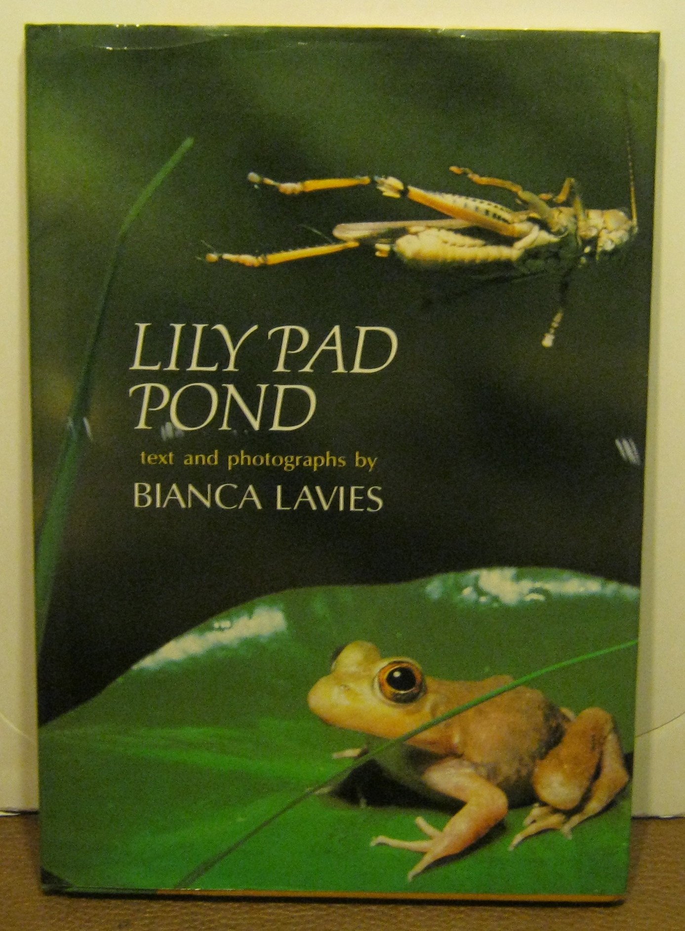 Lily Pad Pond