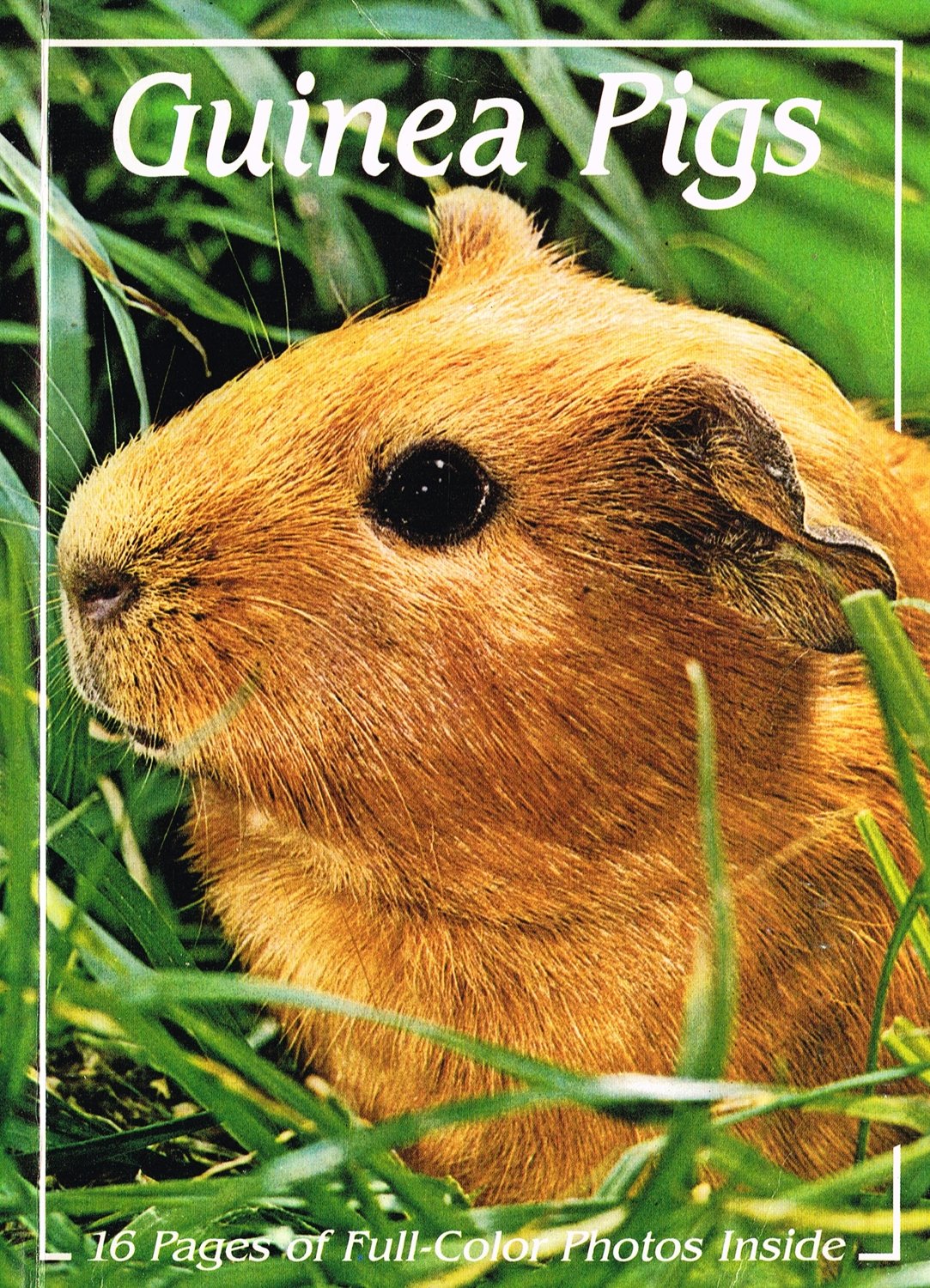 Guinea Pigs