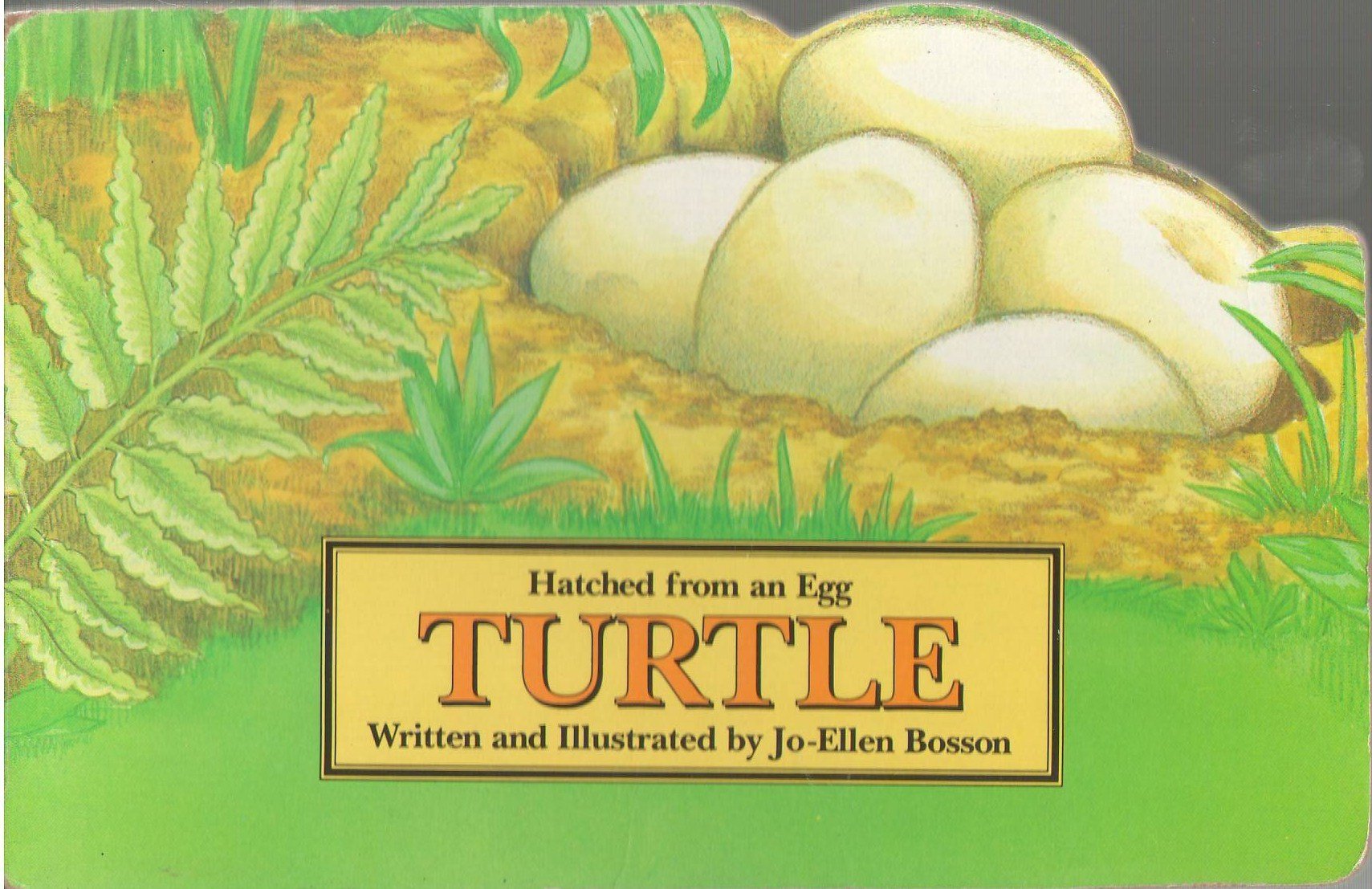 Turtle (Hatched from an Egg Series)