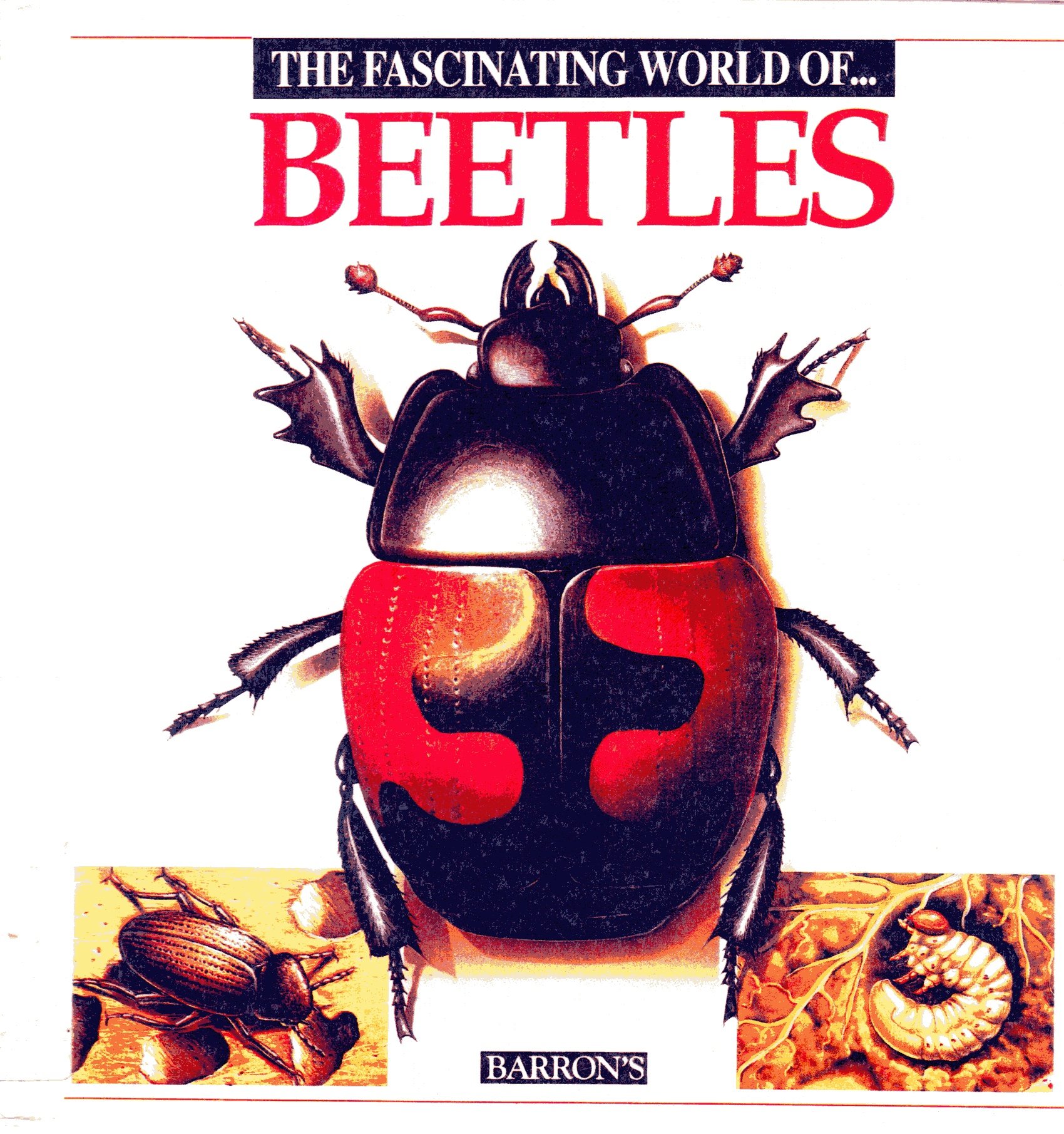 The Fascinating World of Beetles
