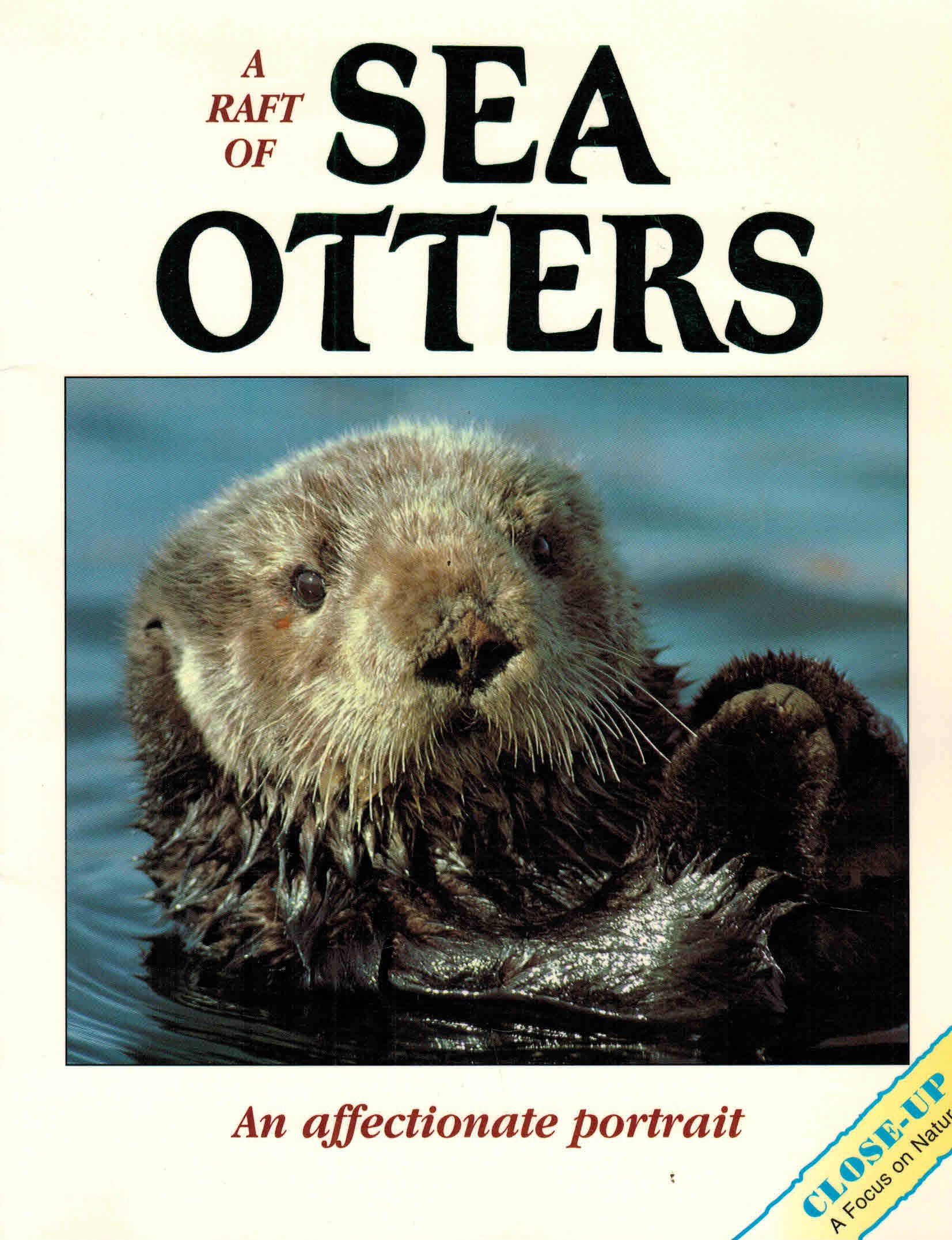 A Raft of Sea Otters (Close Up)