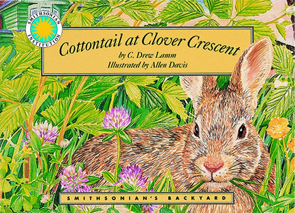 Cottontail at Clover Crescent (Smithsonian's backyard)