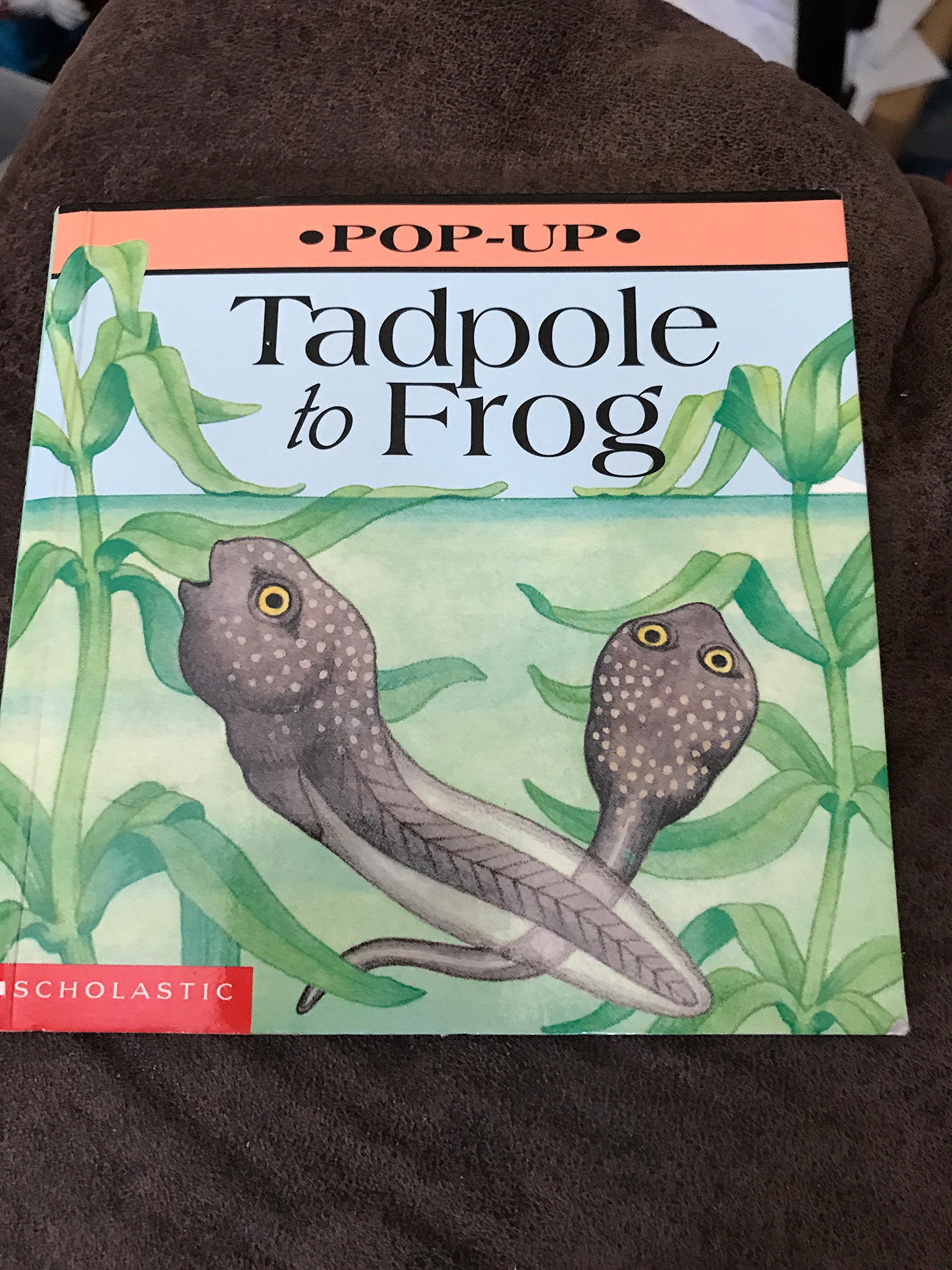 Tadpole to Frog