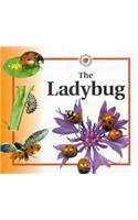 The Ladybug (Life Cycles)