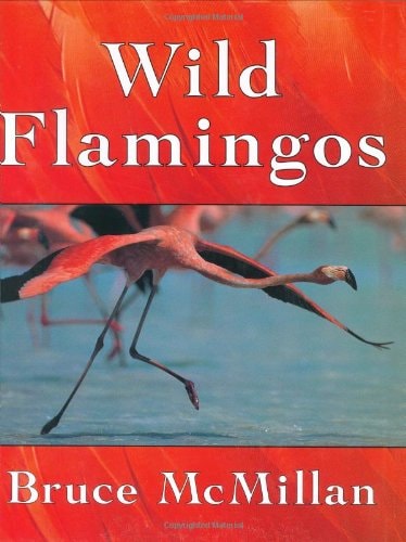 Wild Flamingos