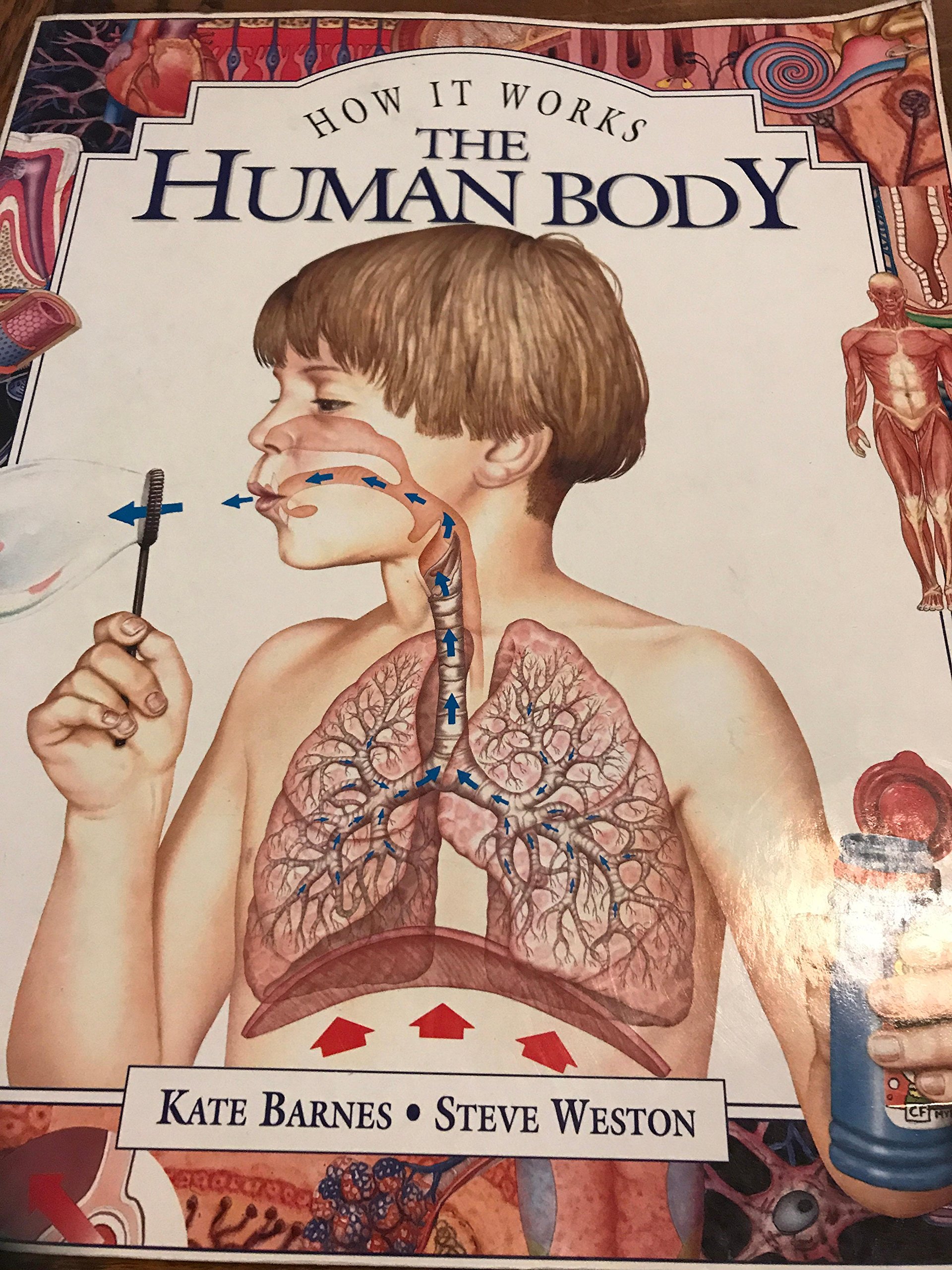 How it Works: The Human Body by Kate Barnes (1997) Paperback