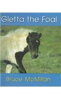 Gletta the Foal