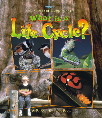 What Is a Life Cycle? (Science of Living Things)