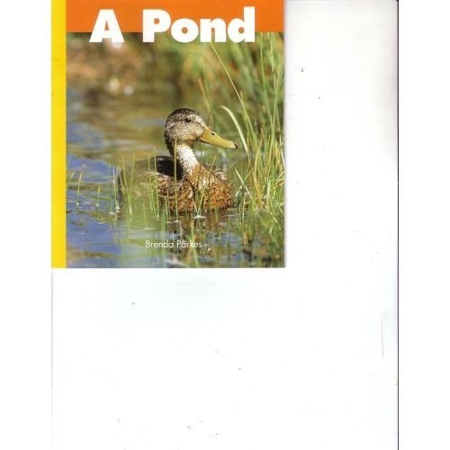 A Pond