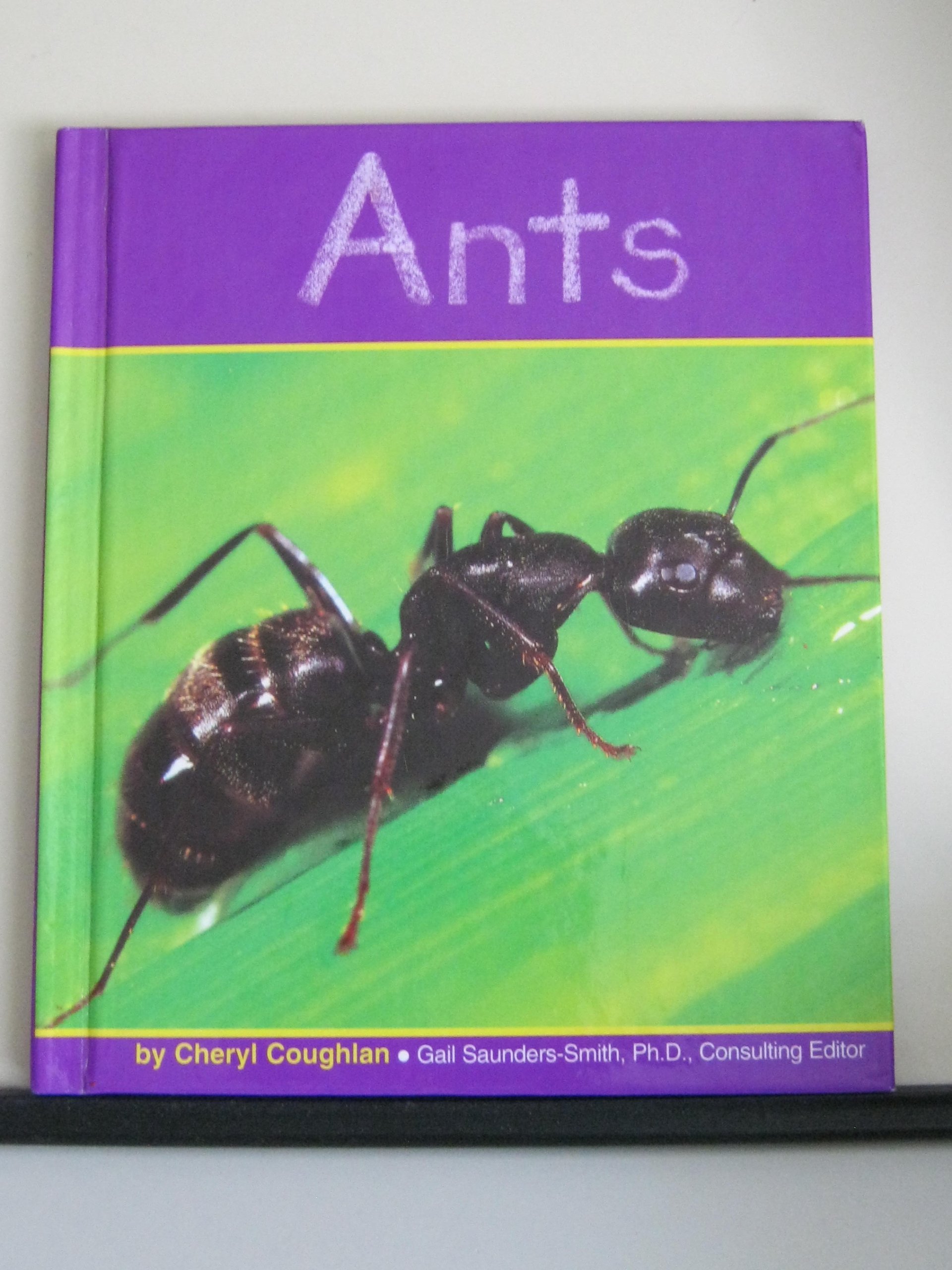 Ants (Insects)