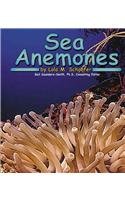 Sea Anemones (Ocean Life)