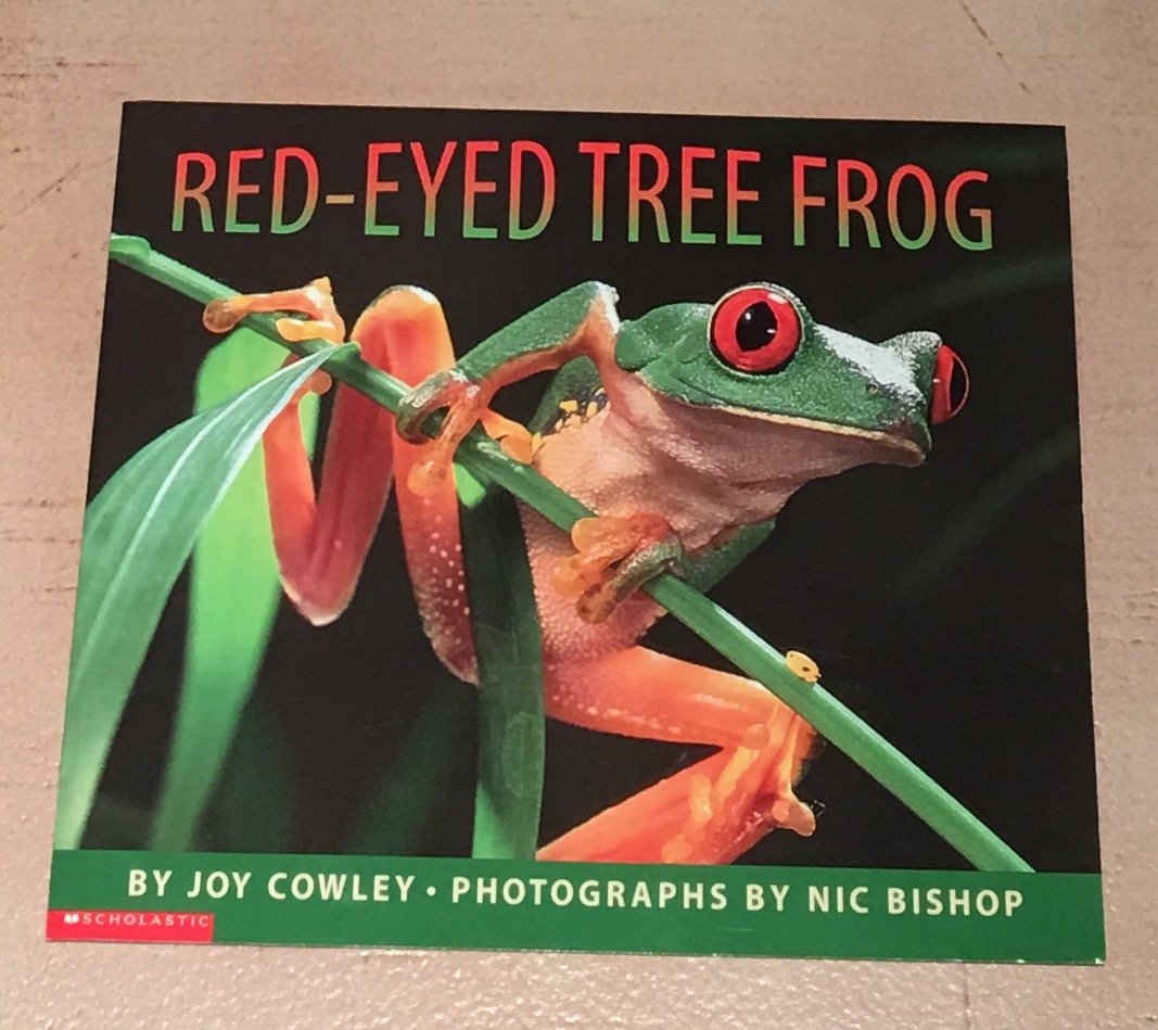 Red-Eyed Tree Frog