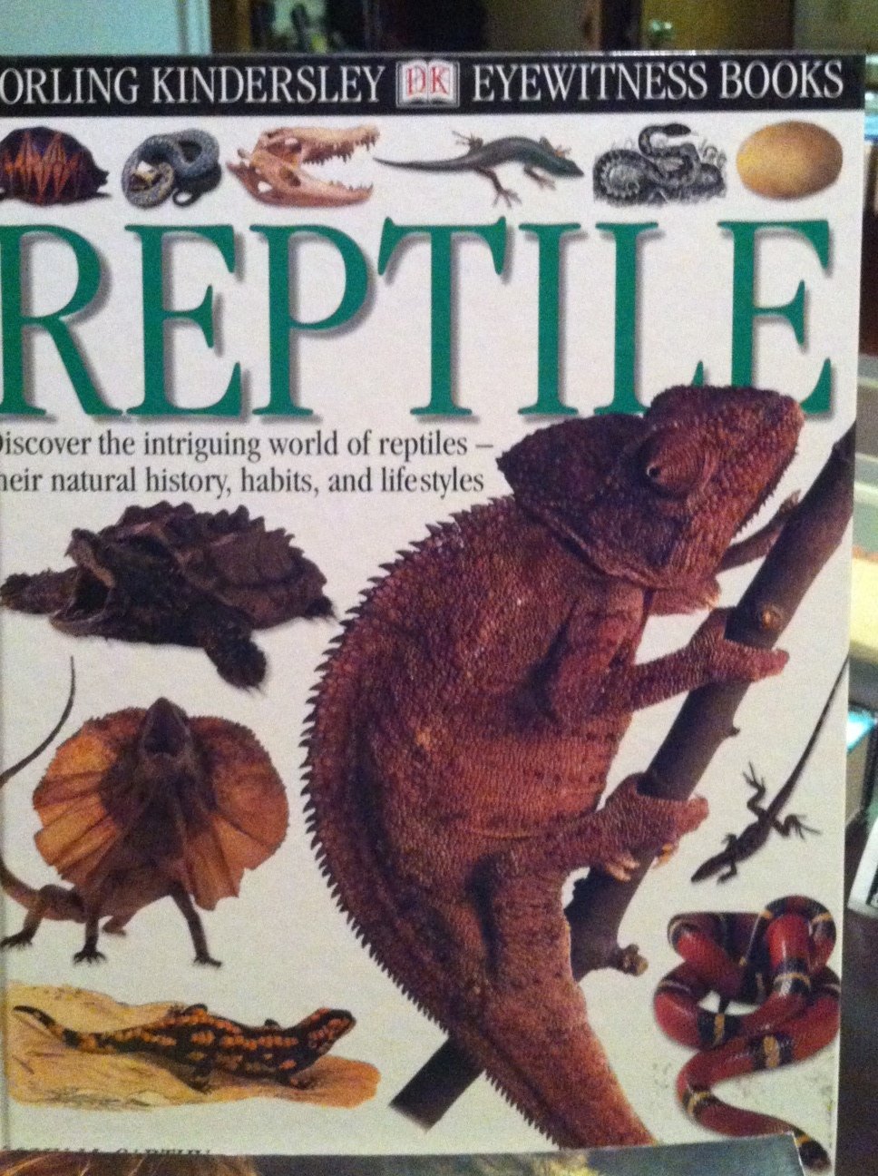 Reptile (Eyewitness)