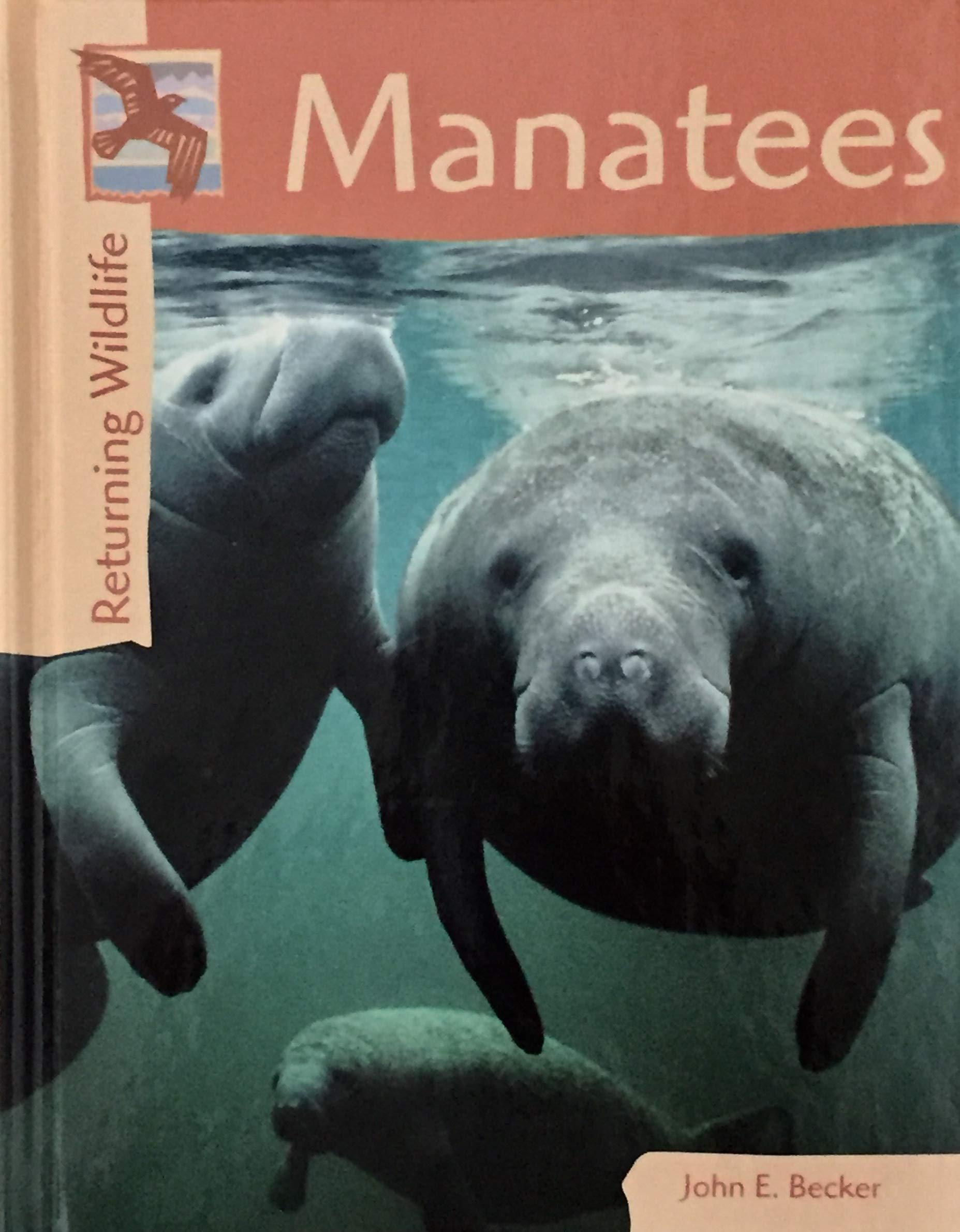 Returning Wildlife - Manatees
