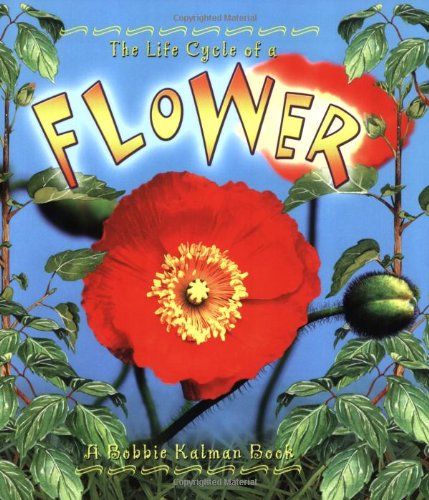 The Life Cycle of a Flower