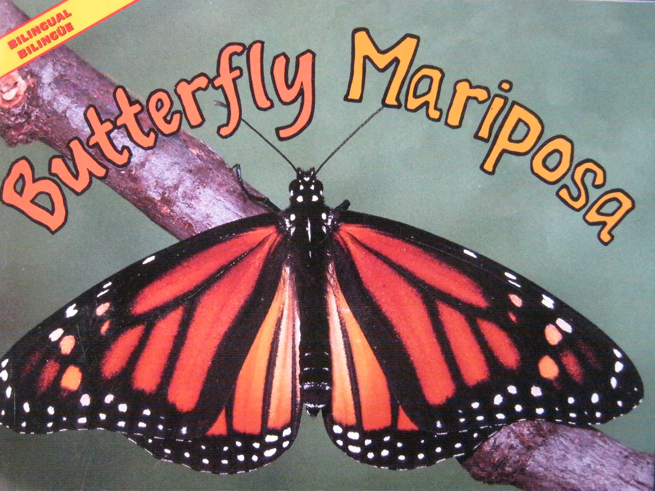 Butterfly Mariposa