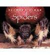 SPIDERS