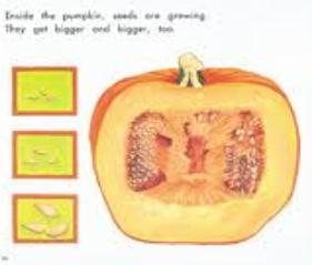 A Pumpkin Grows