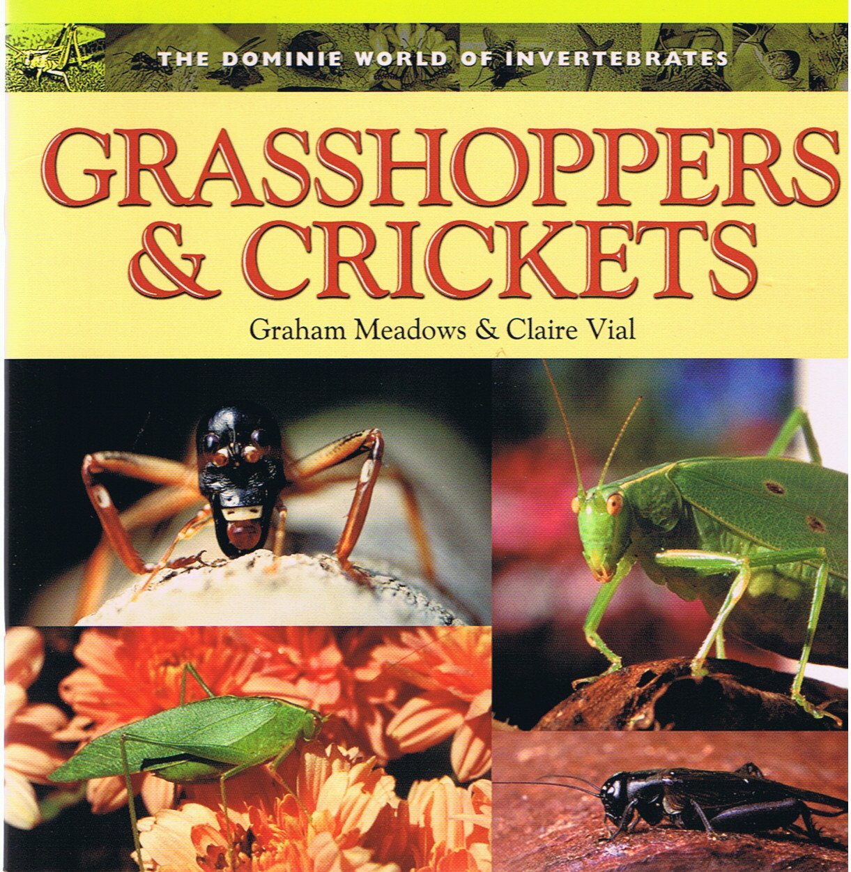 GRASSHOPPERS & CRICKETS