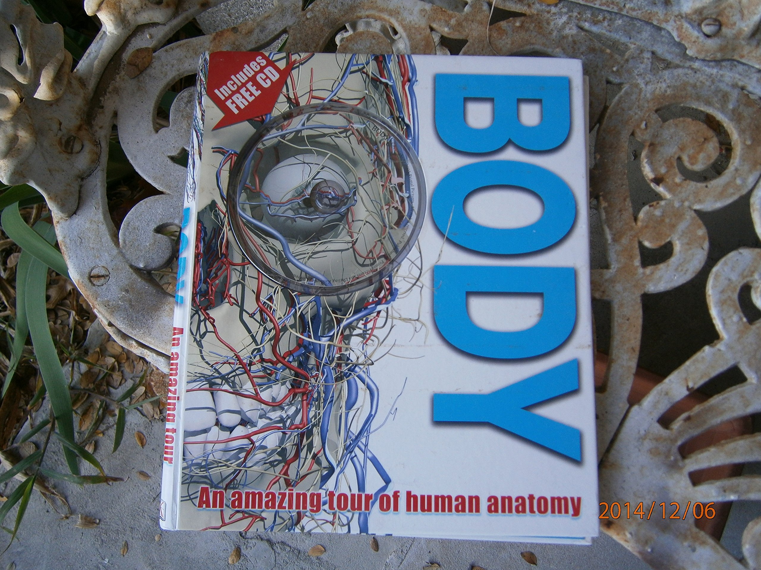 Body