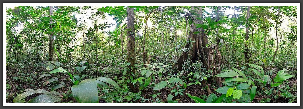 Rainforest