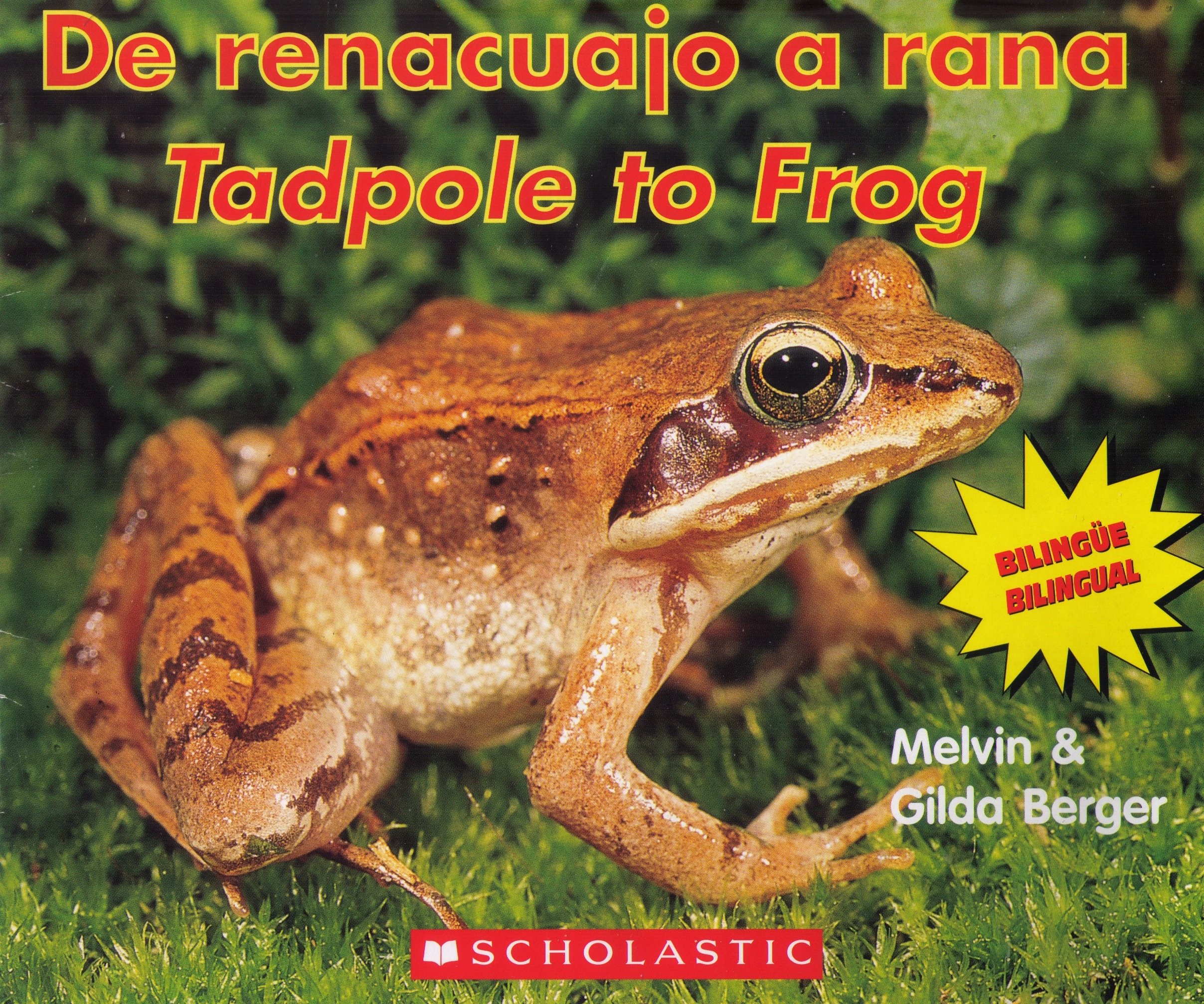 De Renacuajo a Rana/ Tadpole to Frog