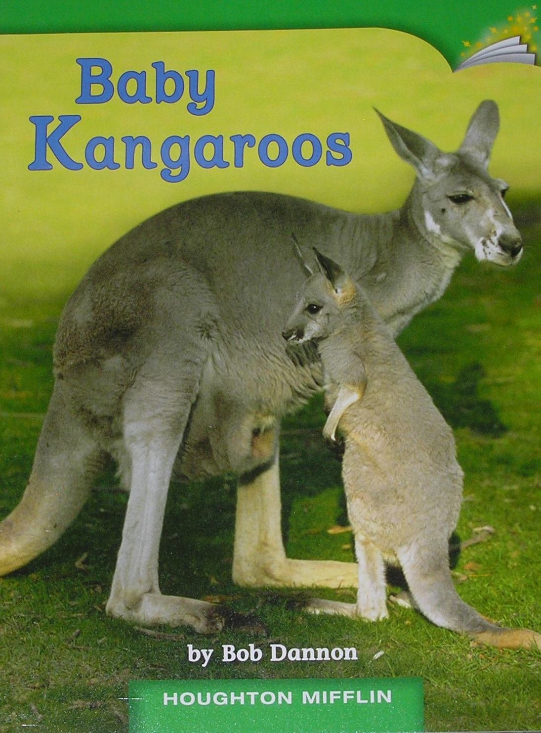 Baby Kangaroos