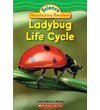 Ladybug Life Cycle