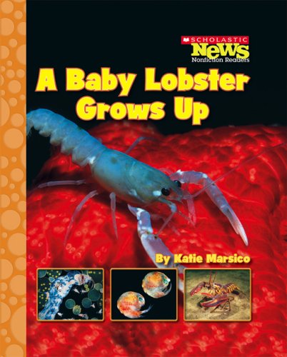 A Baby Lobster Grows Up (Scholastic News Nonfiction Readers)