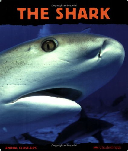 The Shark: Silent Hunter (Animal Close-Ups)