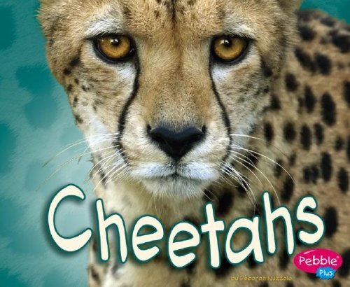 Cheetahs (African Animals)