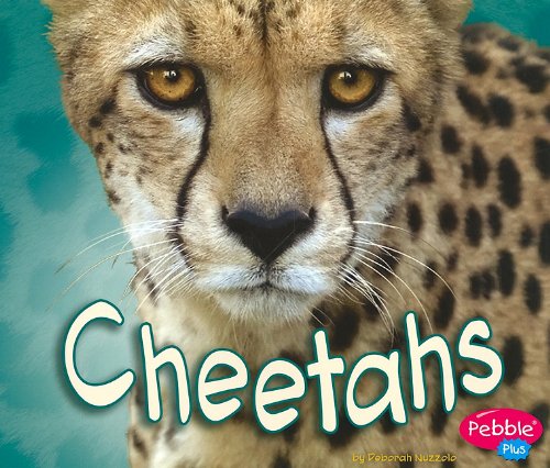 Cheetahs (African Animals)