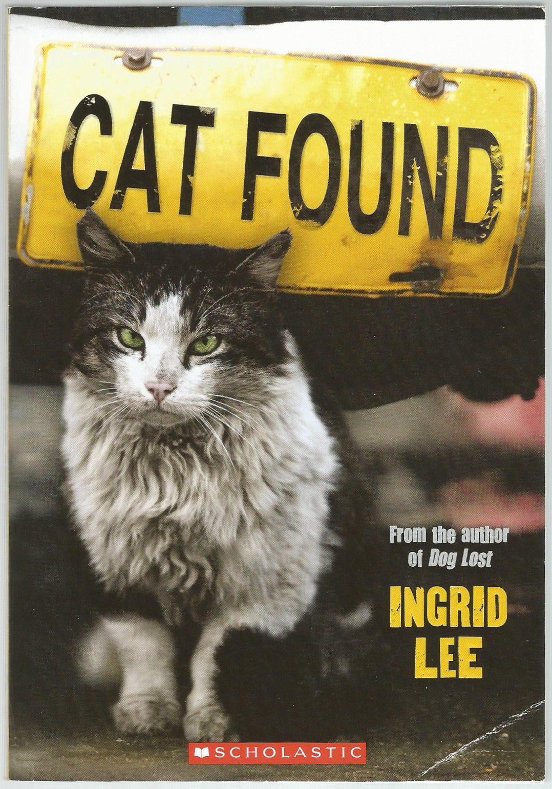 Cat Found