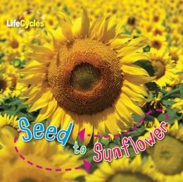 From Seed to Sunflower