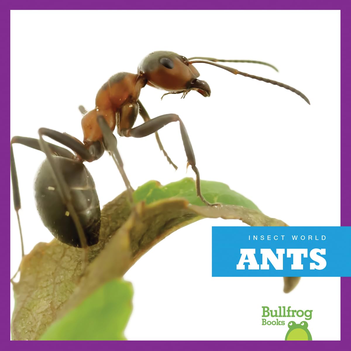 Ants (Bullfrog Books: Insect World)