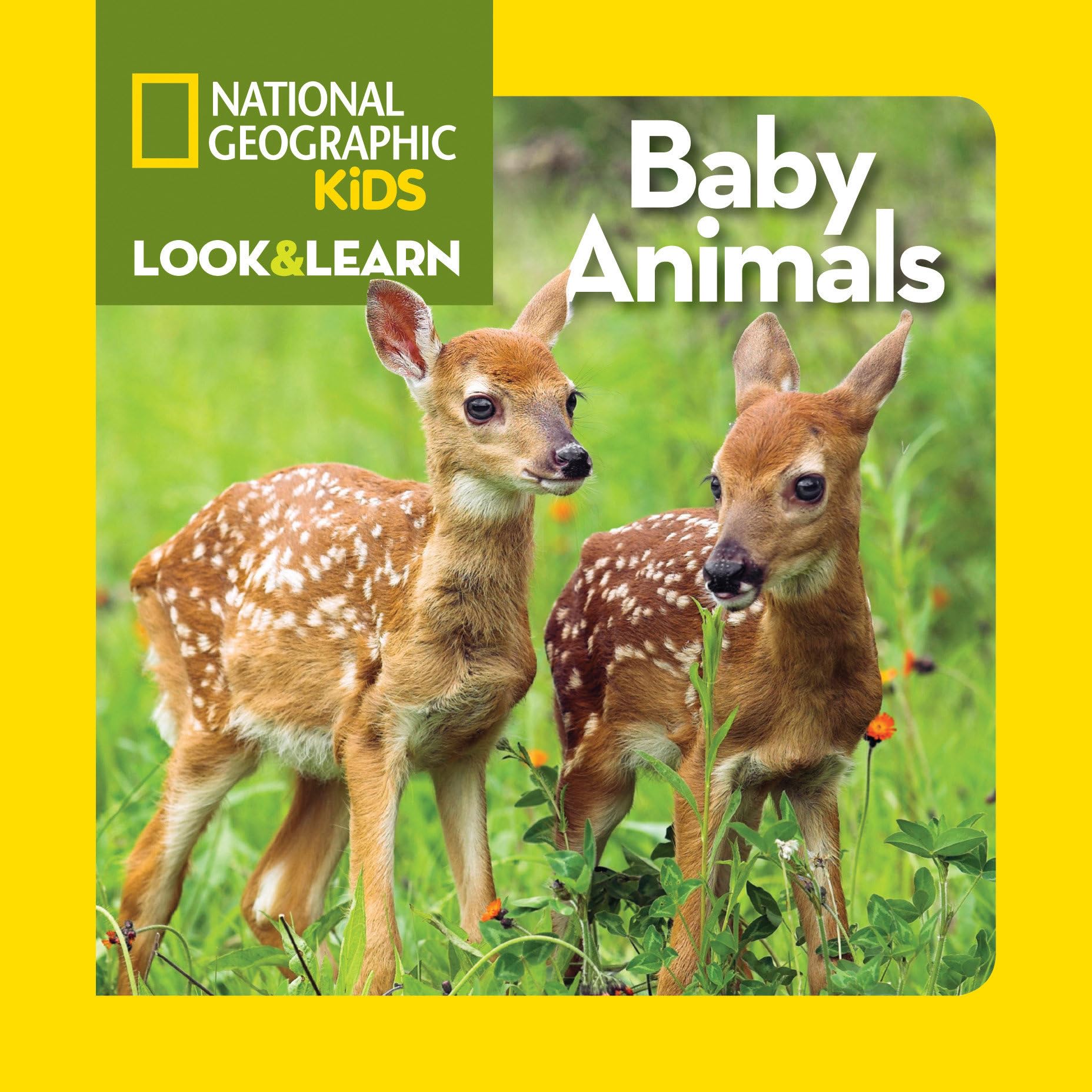 National Geographic Kids Look and Learn: Baby Animals (Look & Learn)