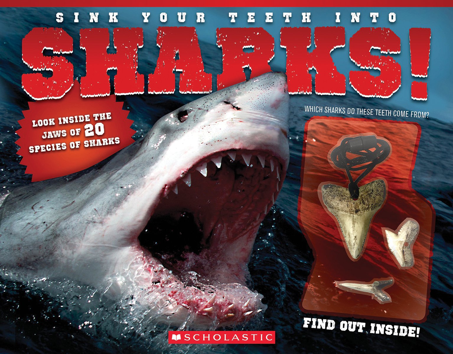 Sink Your Teeth Into Sharks!