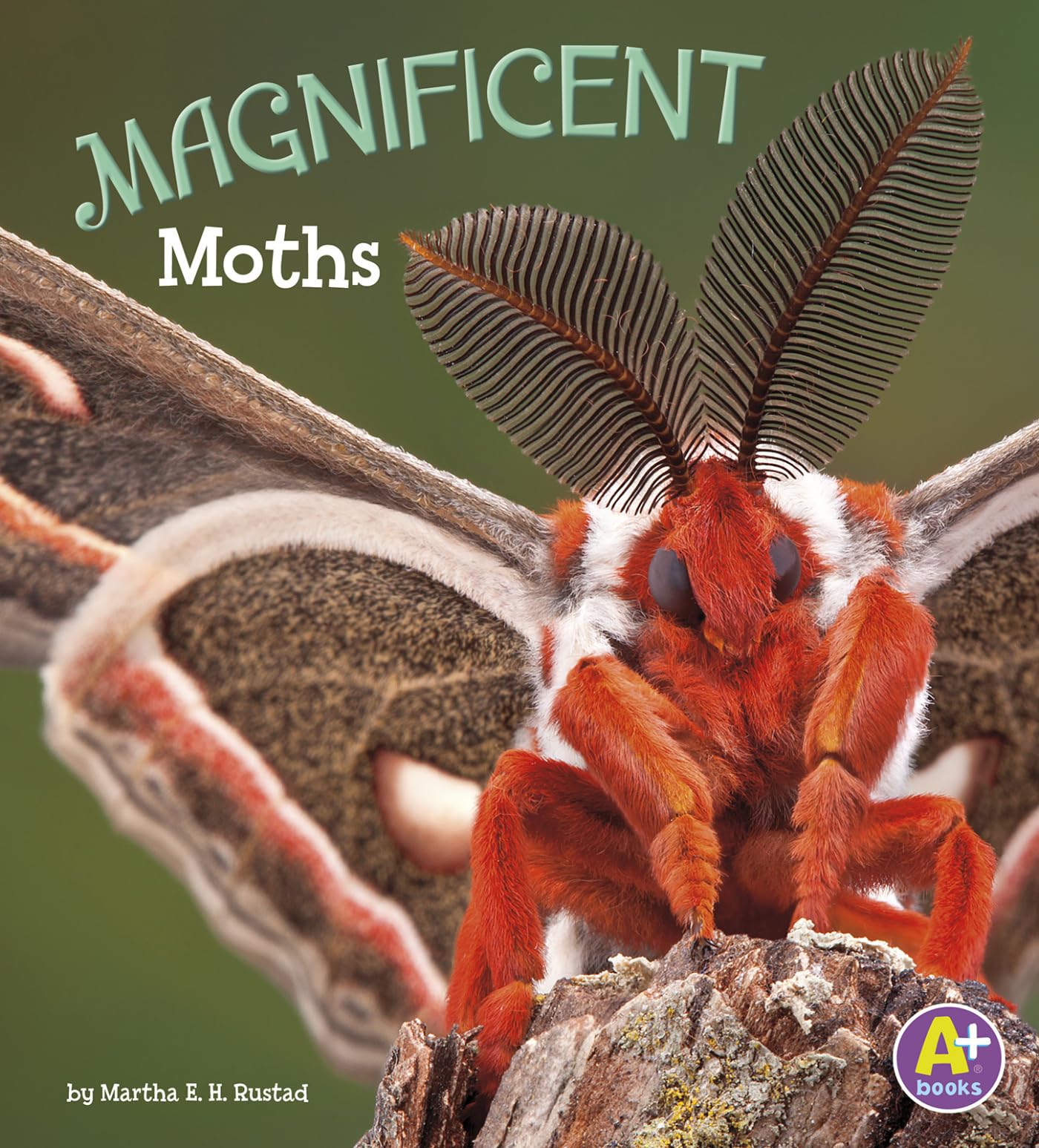 Magnificent Moths (Bugs Are Beautiful!)